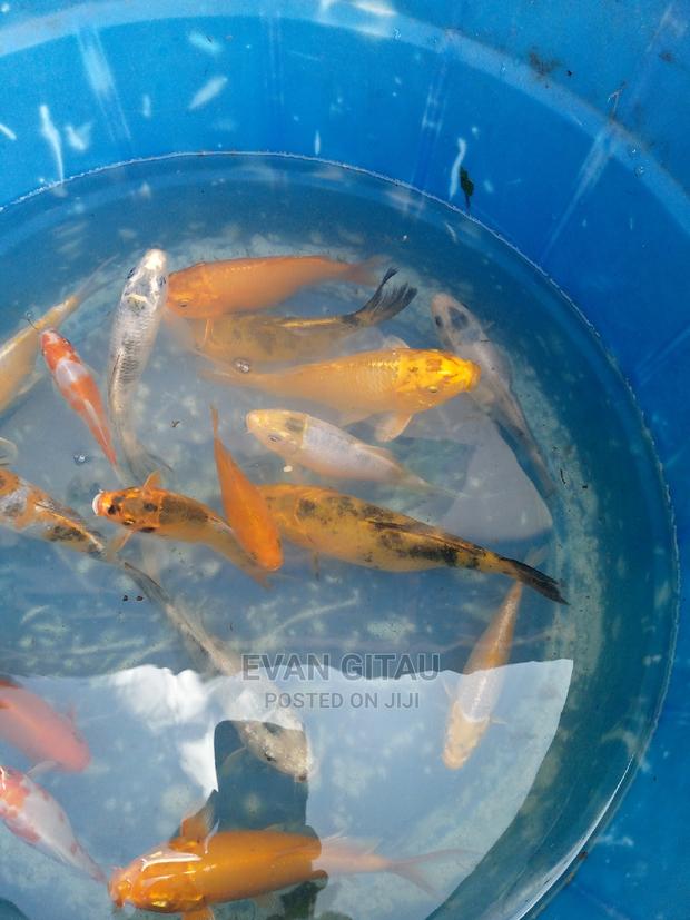 Koi Fish From Farm - thumbnail 2