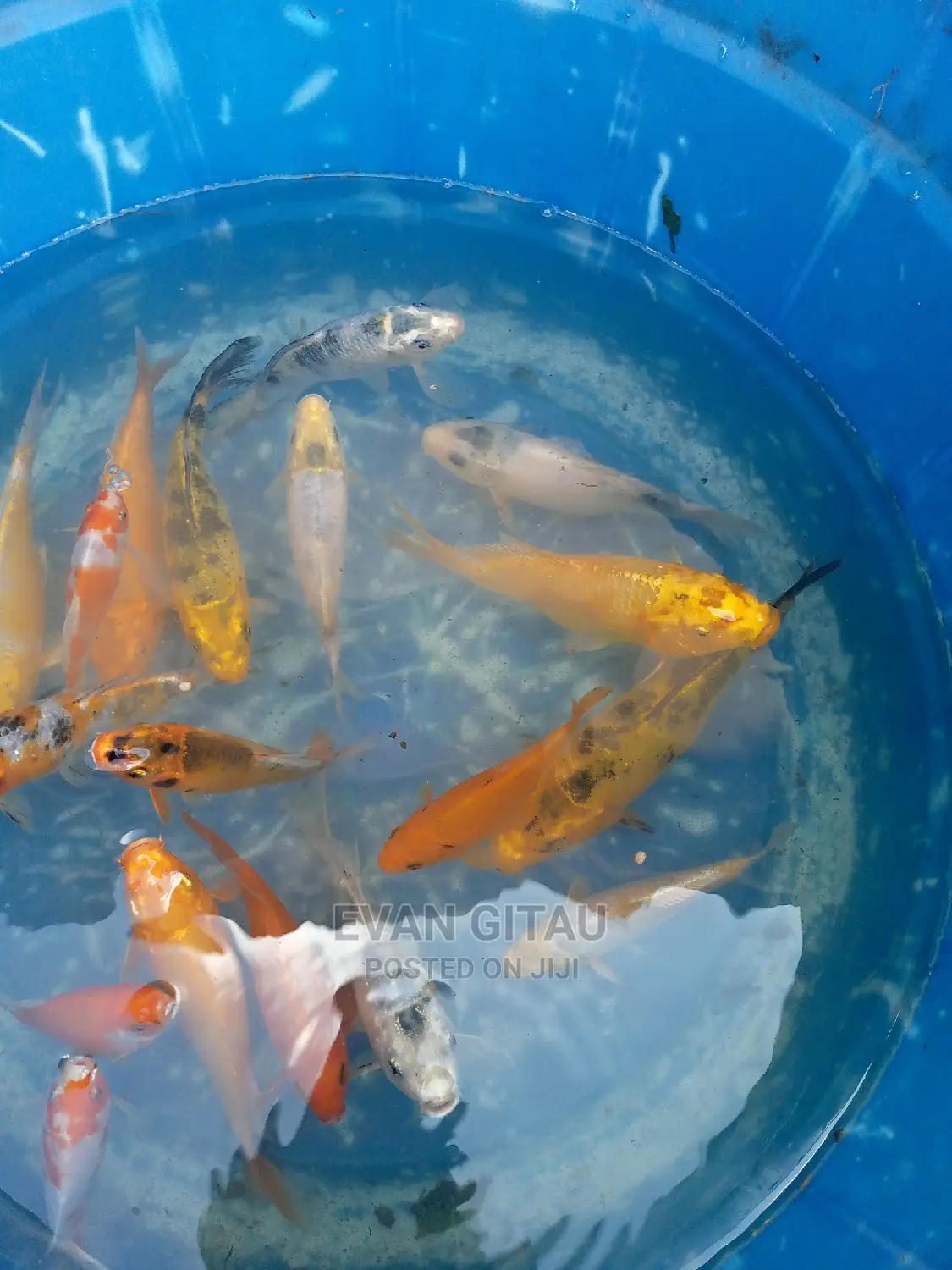 Koi Fish From Farm