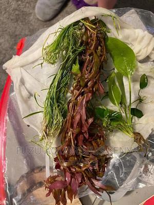 Liveplants Aquariums - thumbnail 2