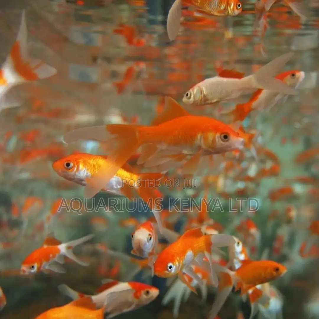 Goldfish, Aquarium Fish, Beautiful Aquarium Fish