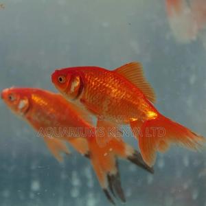 Gold Fish, Aquarium Ornamental Fish - thumbnail 2