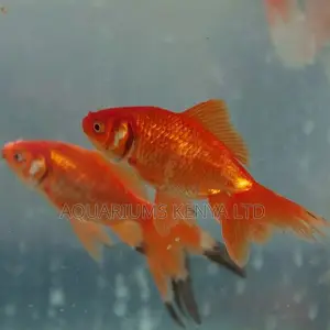 Gold Fish, Aquarium Ornamental Fish