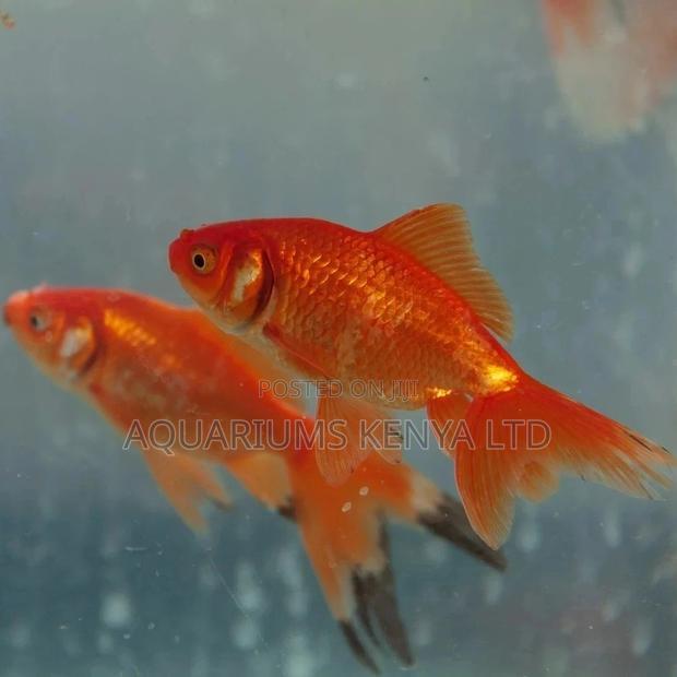 Gold Fish, Aquarium Ornamental Fish - main view