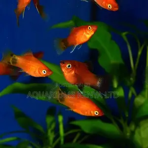 Platy , Aquarium Fish , Aquarium Livebearer