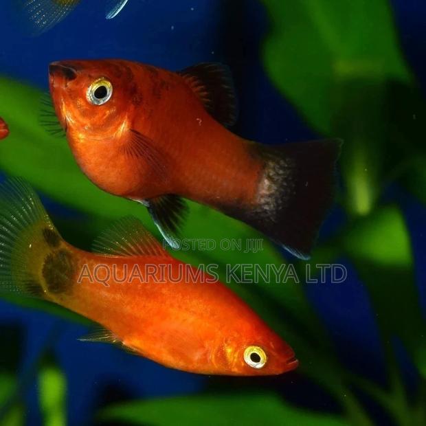 Platy Fish, Aquarium Fish - main view