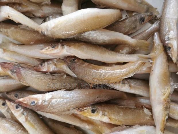 Danio Rario,Zebra Danio Fish , Aquarium Fish - main view