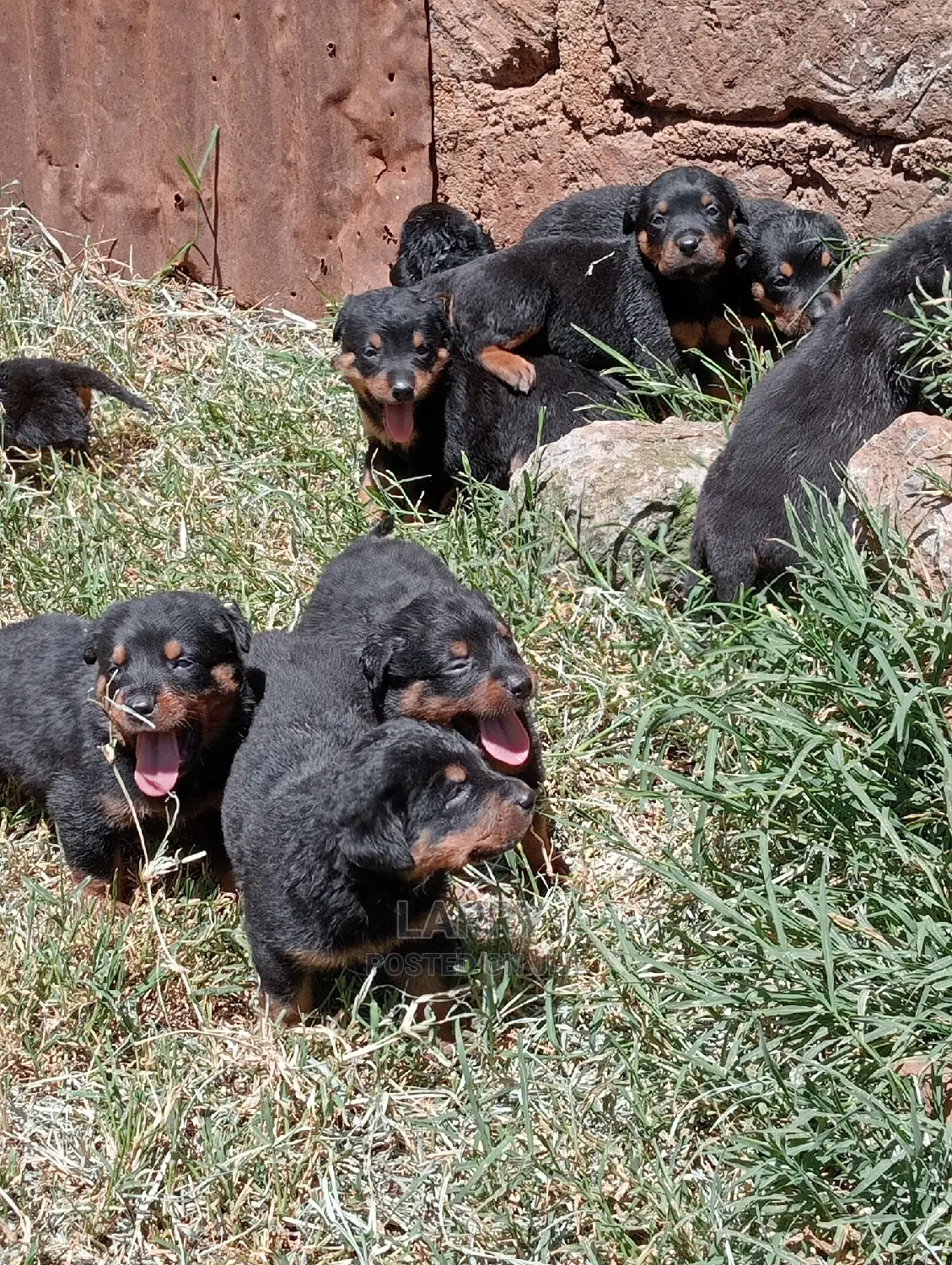 1-3 Months Female Purebred Rottweiler