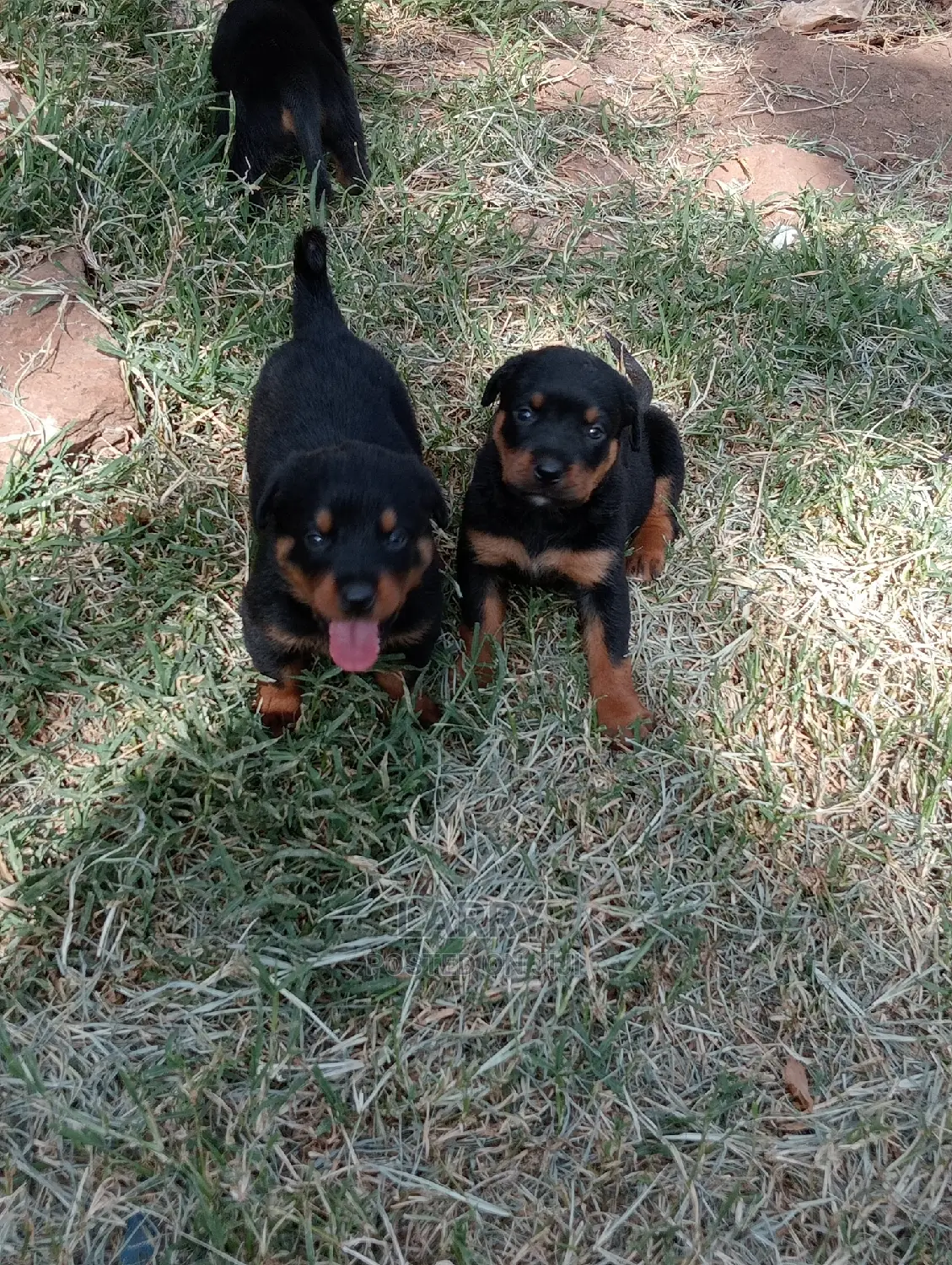 1-3 Months Male Purebred Rottweiler