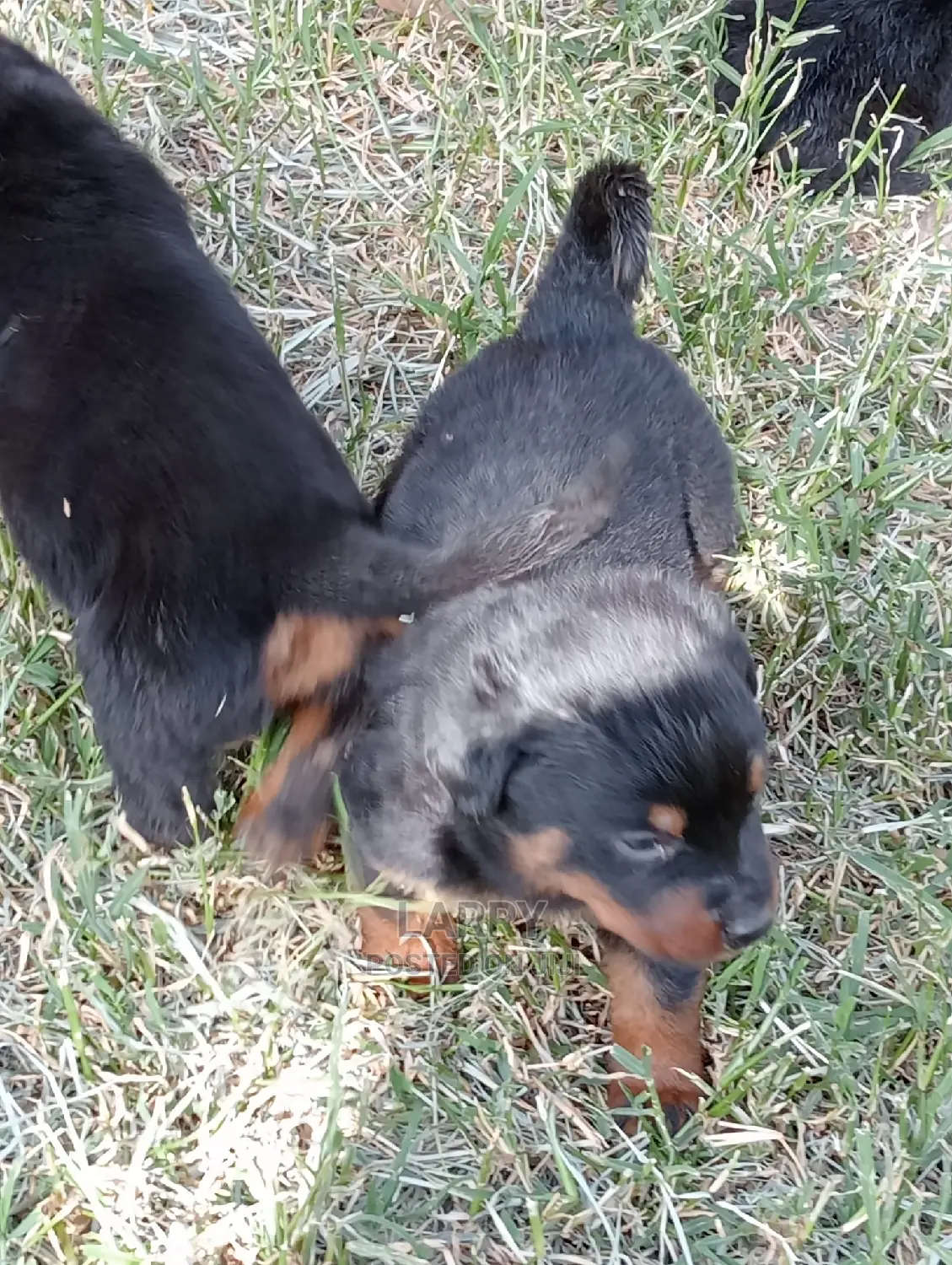 1-3 Months Male Purebred Rottweiler