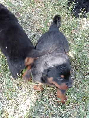 1-3 Months Male Purebred Rottweiler