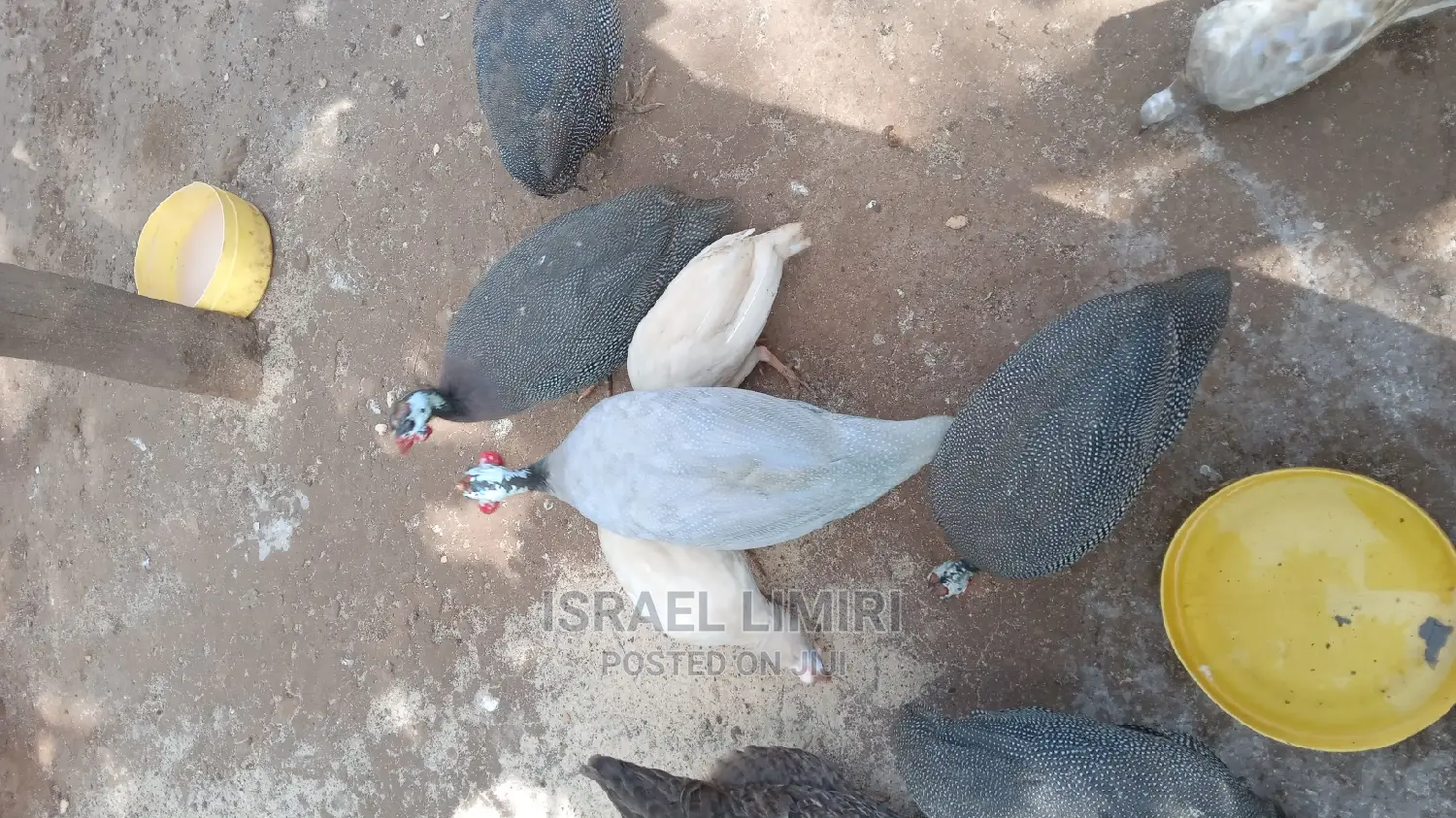 Mature Guinefowl
