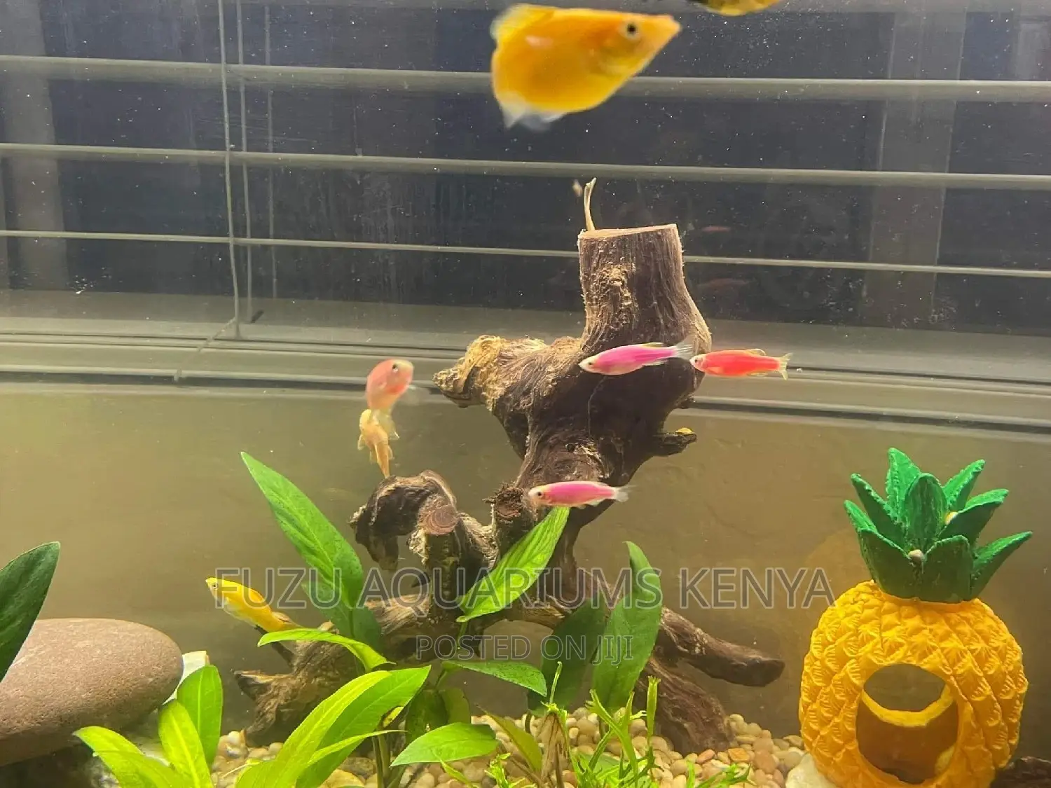 Pink Danios