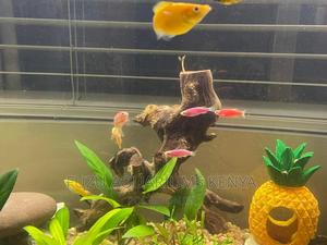 Pink Danios - thumbnail 2