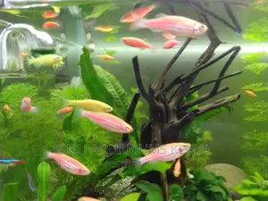Red and Pink Danios