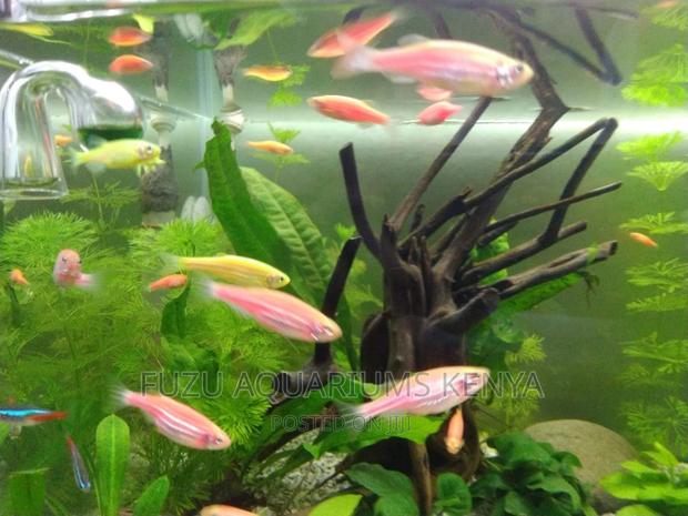 Red and Pink Danios - main view