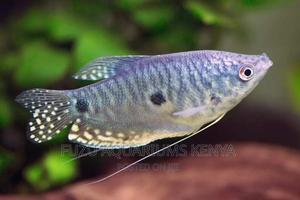 Gourami Fish - thumbnail 2