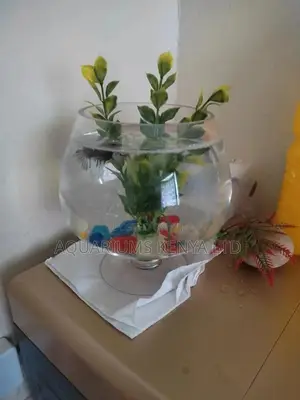 Fish Bowl In Glass Form, Aquarium Fish