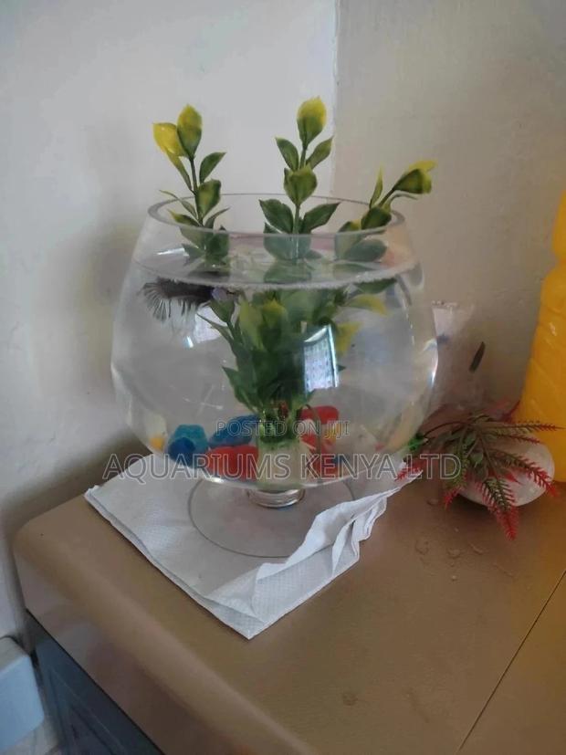 Fish Bowl In Glass Form, Aquarium Fish - main view