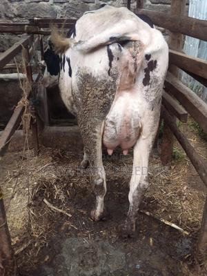 Super Pedigree Cows - thumbnail 2