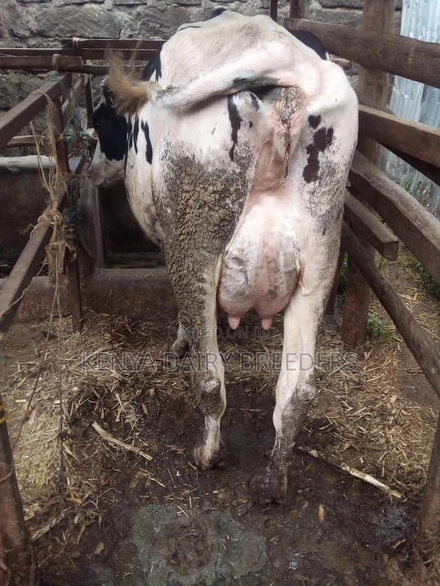 Super Pedigree Cows - main view