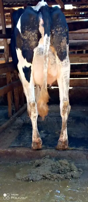 Super Pedigree Cows