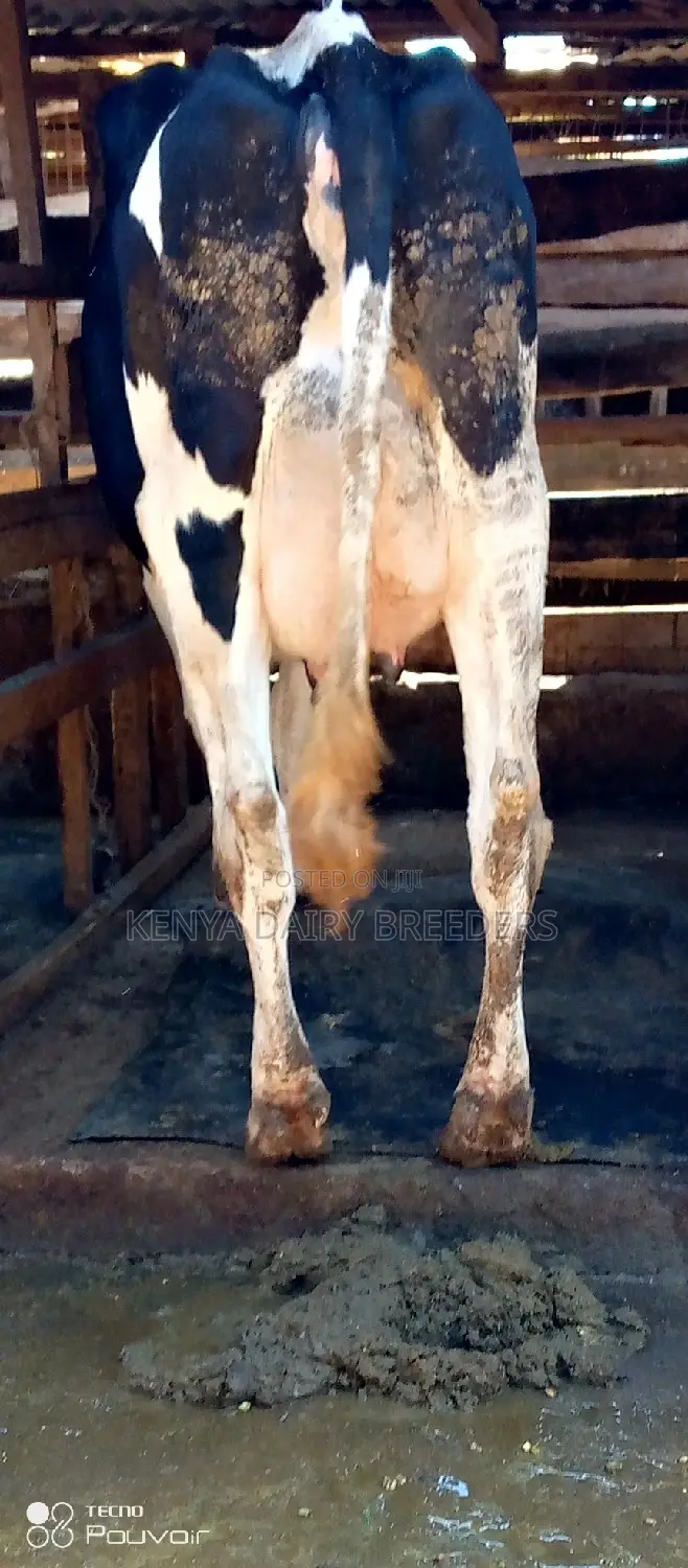 Super Pedigree Cows