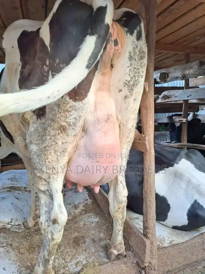 Super Pedigree Cows
