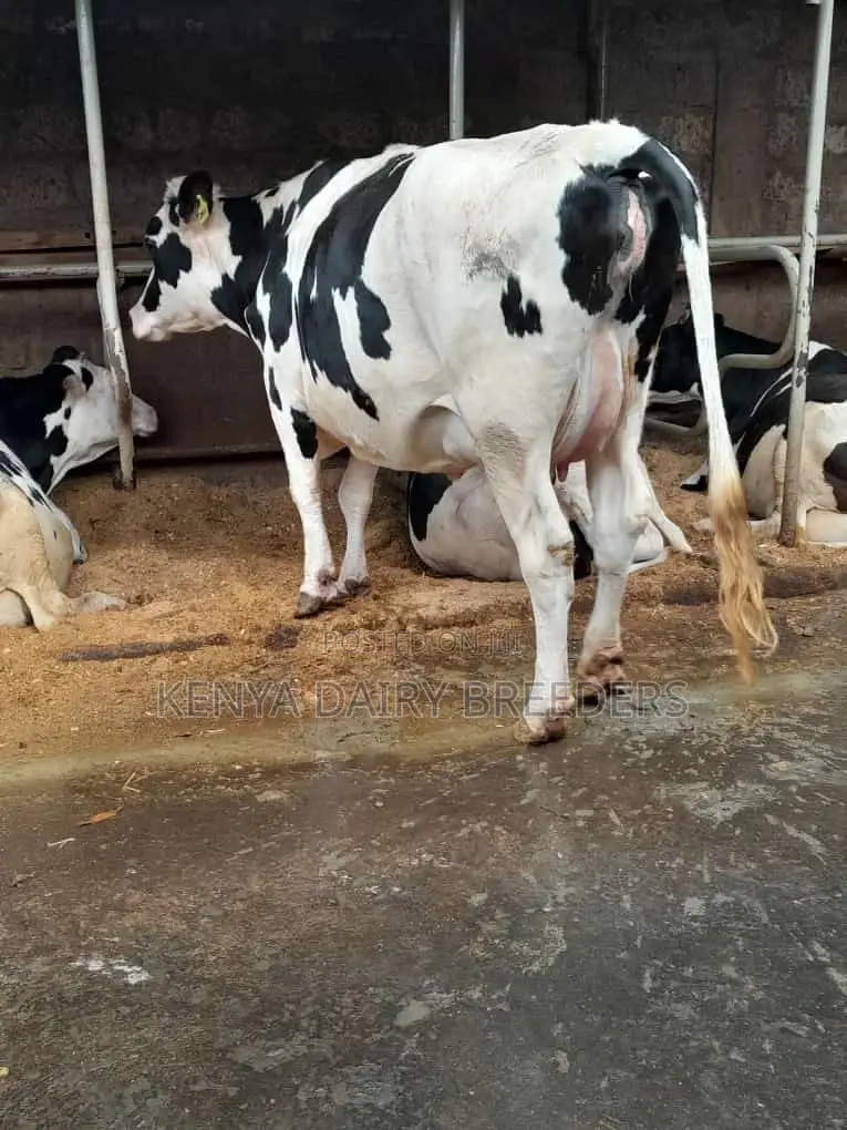 Super Pedigree Cows