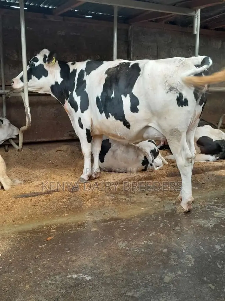 Super Pedigree Cows