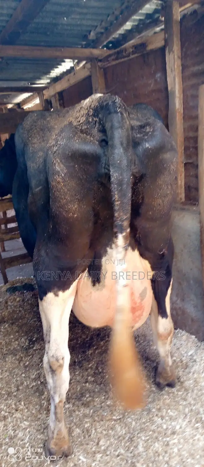 Super Pedigree Cows