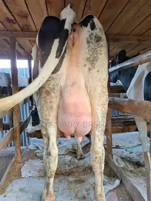 Super Pedigree Cows