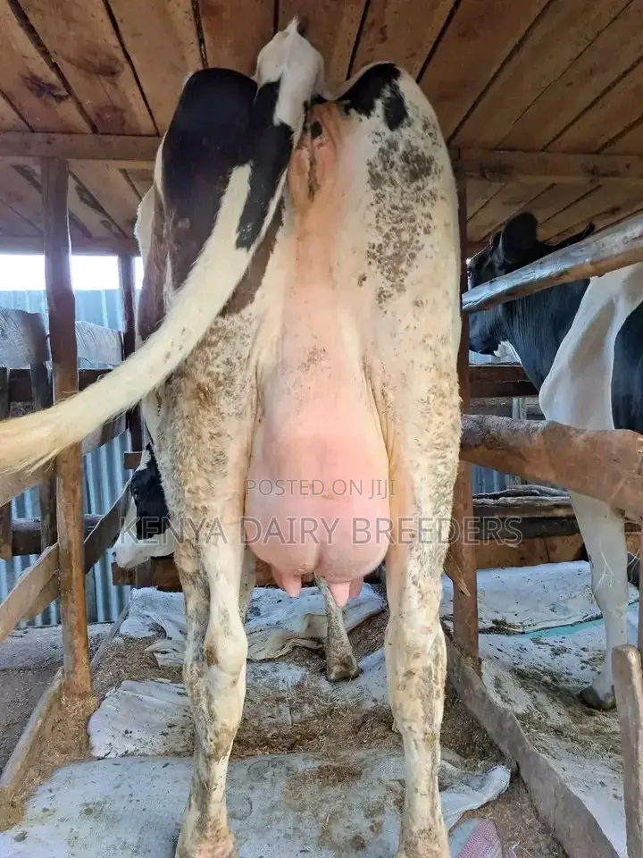 Super Pedigree Cows