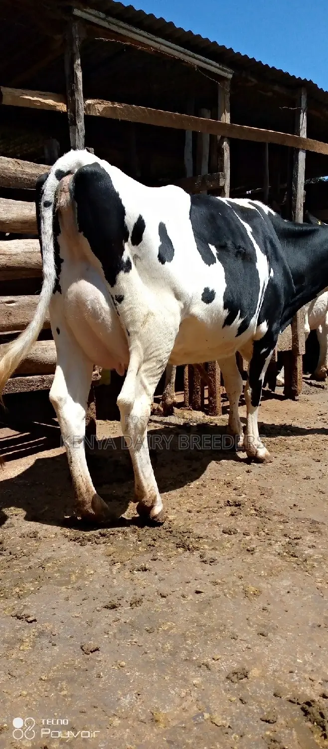 Super Pedigree Cows