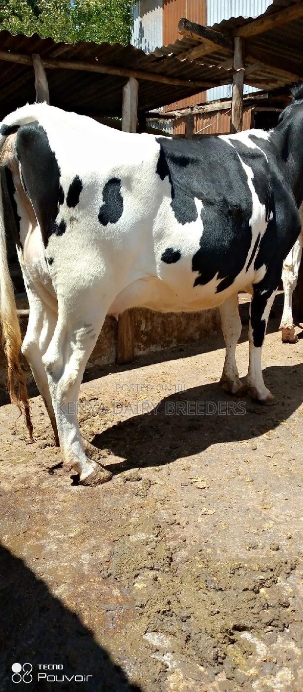 Super Pedigree Cows - thumbnail 10