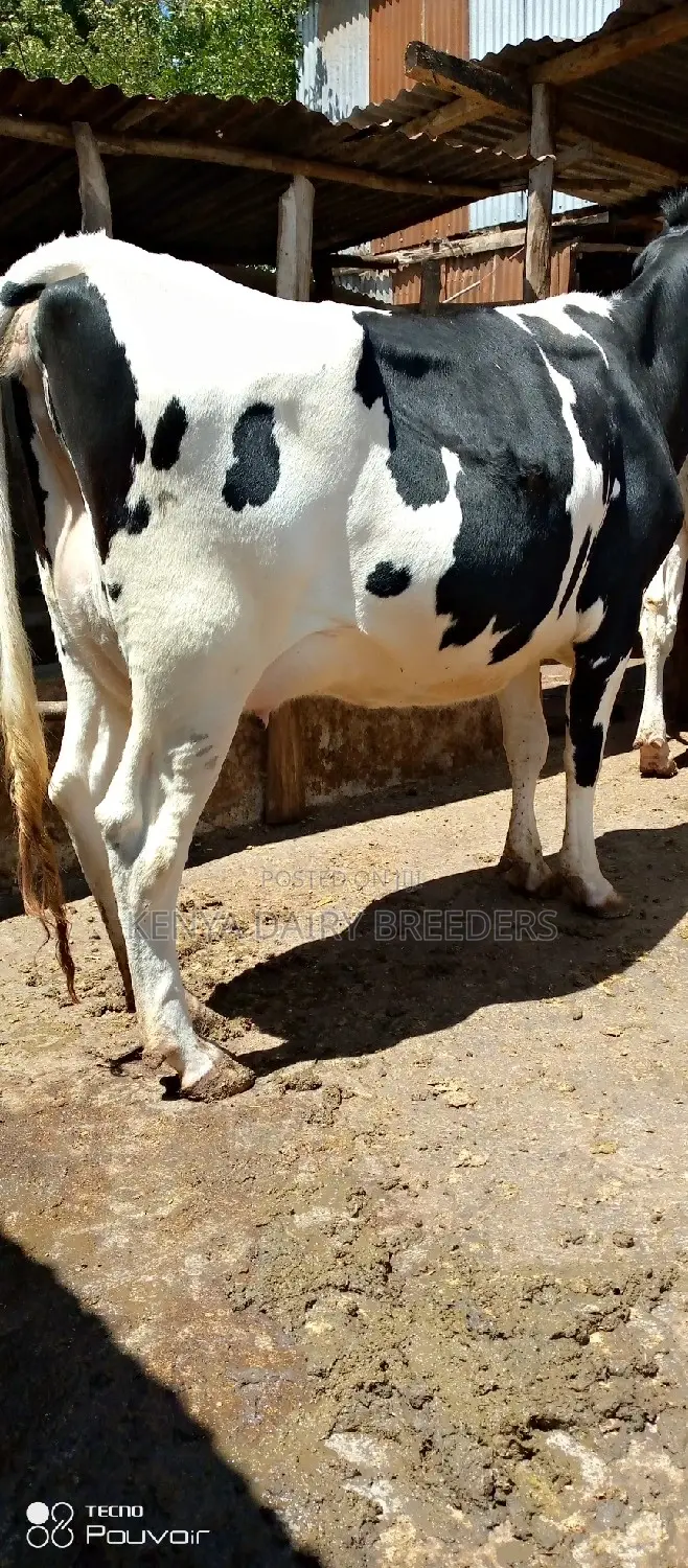 Super Pedigree Cows