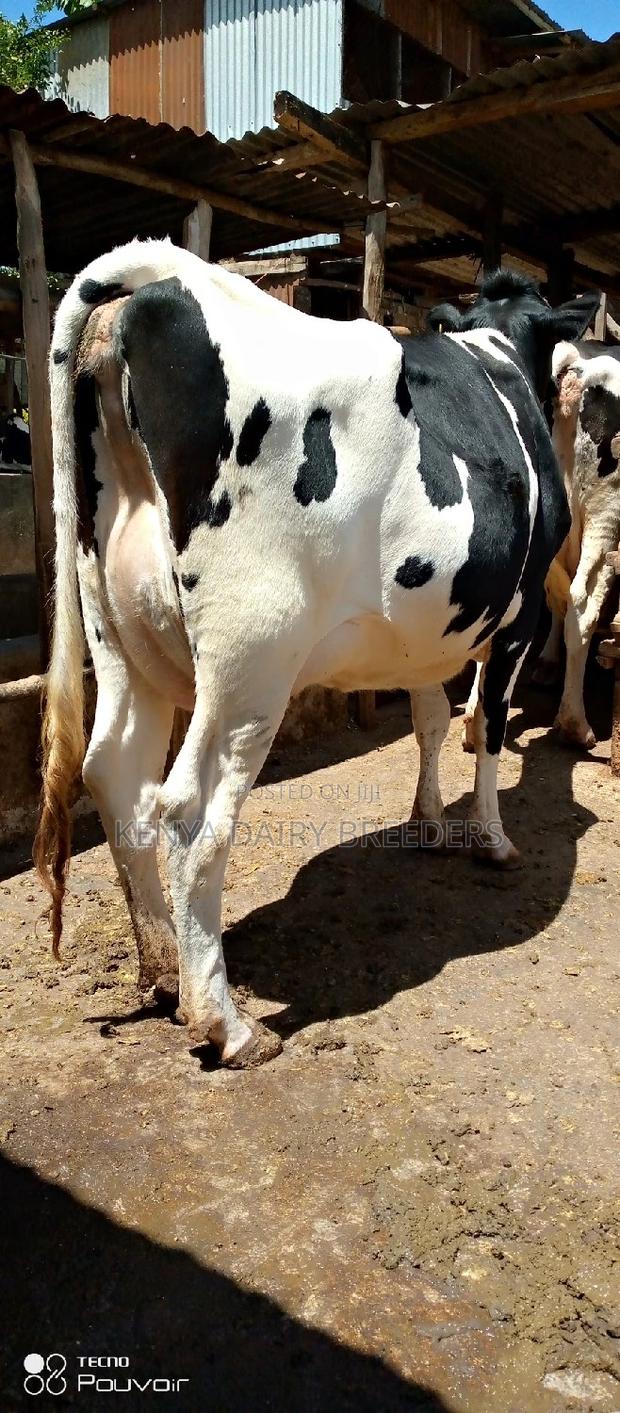 Super Pedigree Cows - thumbnail 11