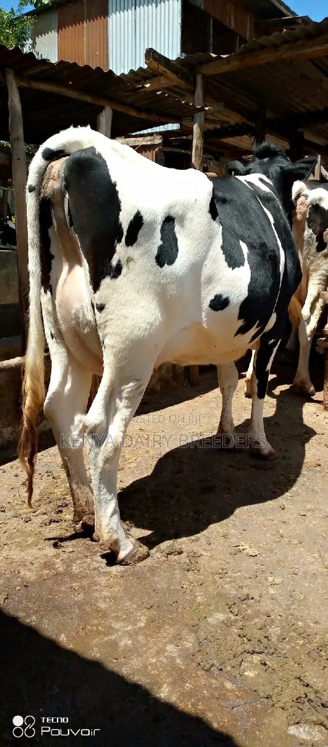 Super Pedigree Cows
