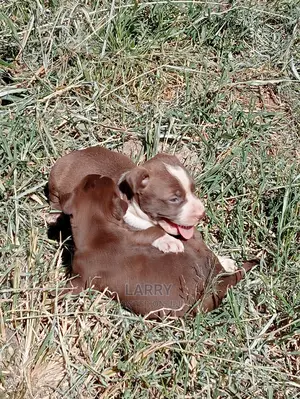 1-3 Months Female Purebred American Pit Bull Terrier