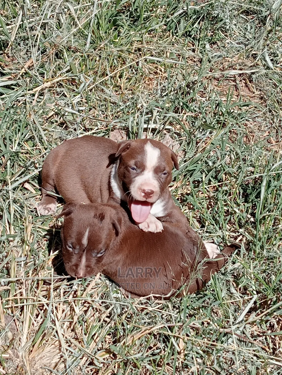 1-3 Months Female Purebred American Pit Bull Terrier