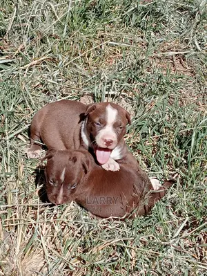1-3 Months Female Purebred American Pit Bull Terrier