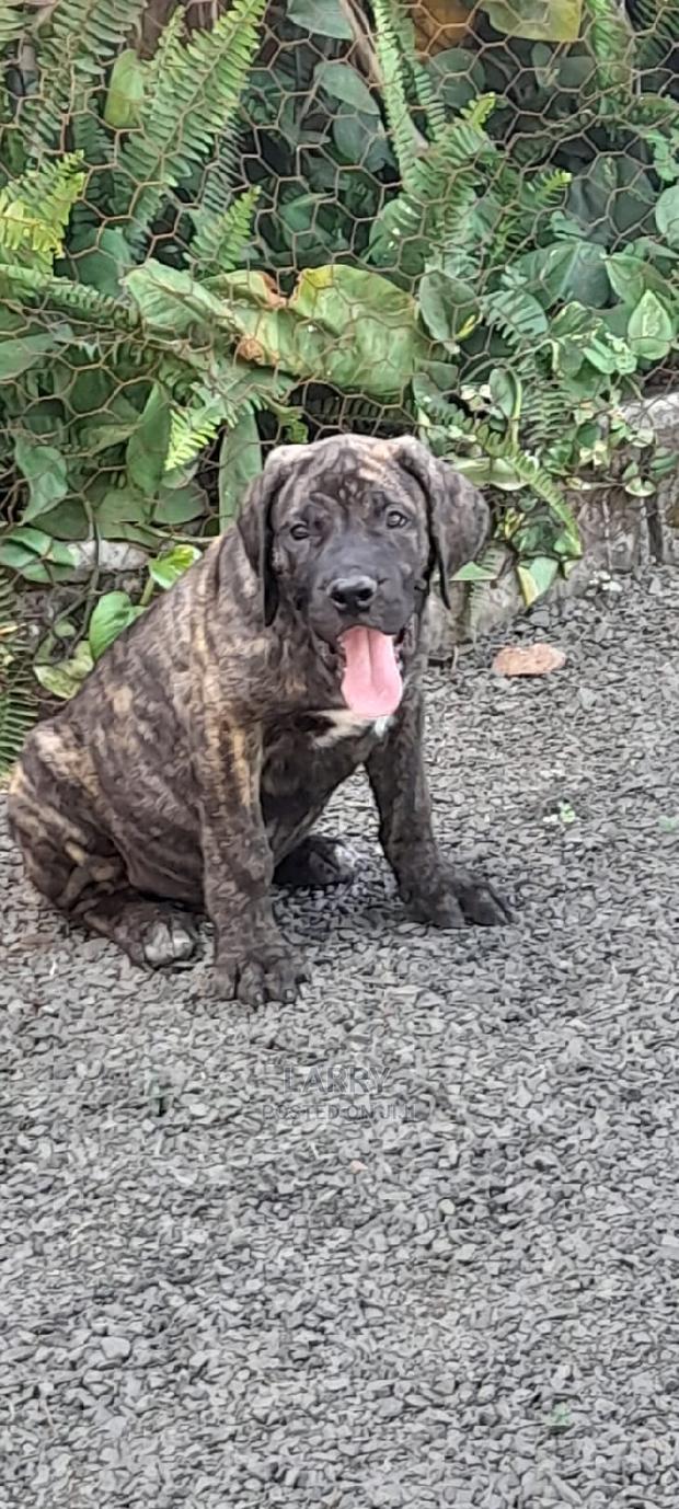 1-3 Months Female Purebred Boerboel
