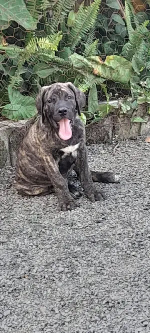 1-3 Months Female Purebred Boerboel