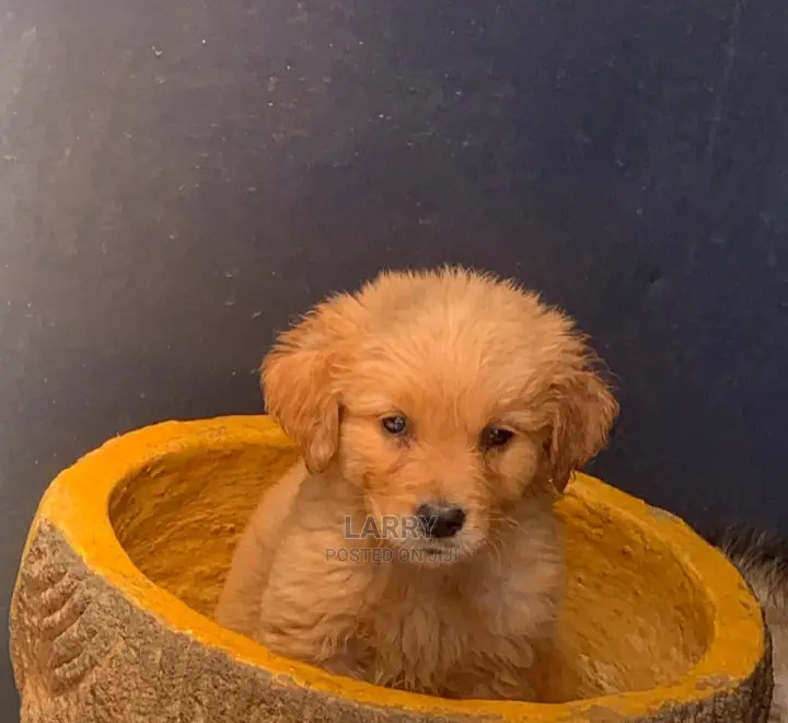 1-3 Months Male Purebred Golden Retriever