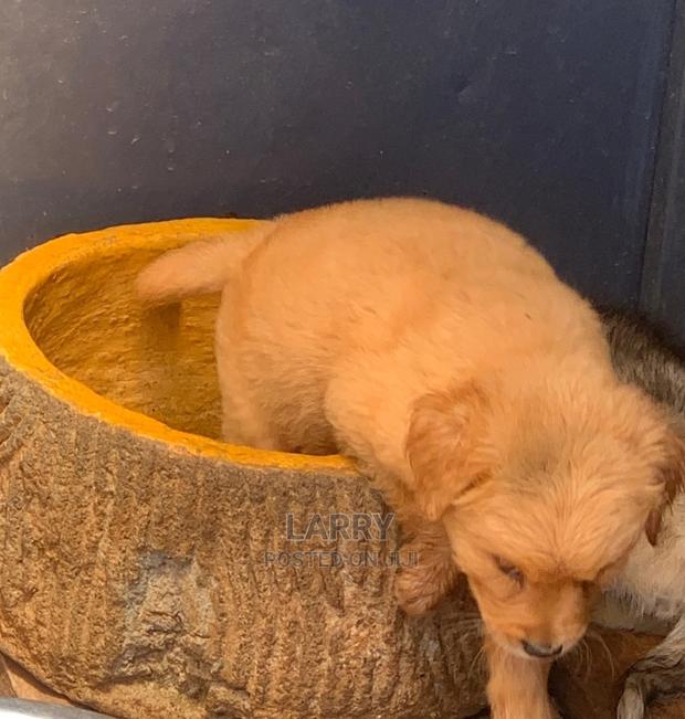 1-3 Months Male Purebred Golden Retriever - thumbnail 3