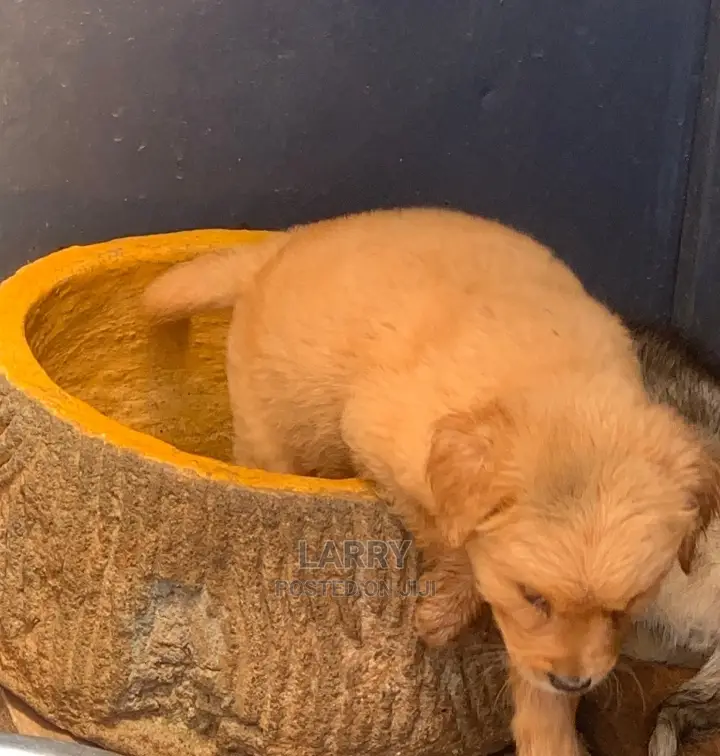 1-3 Months Male Purebred Golden Retriever