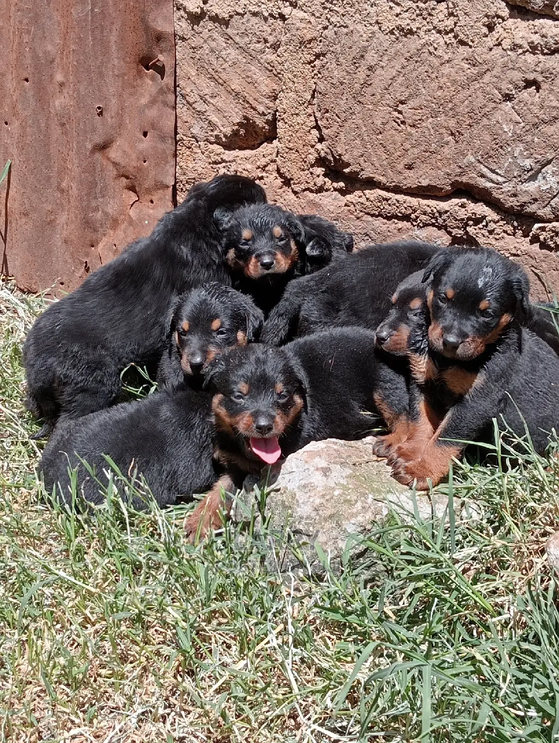 1-3 Months Female Purebred Rottweiler
