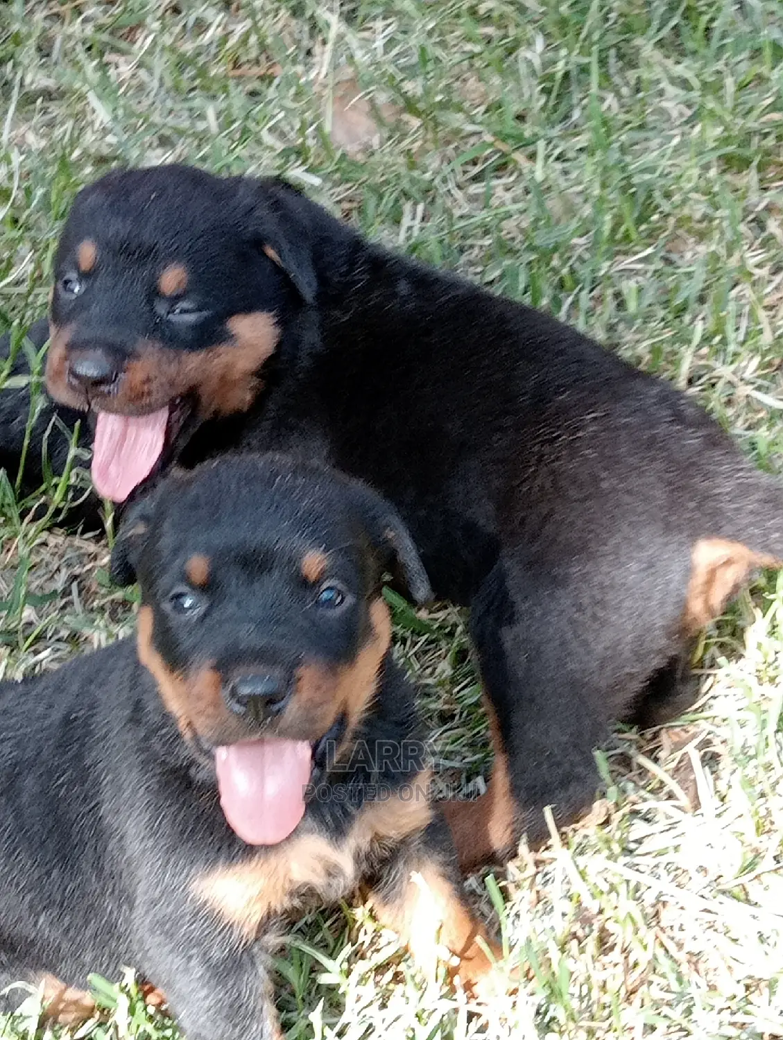 1-3 Months Female Purebred Rottweiler