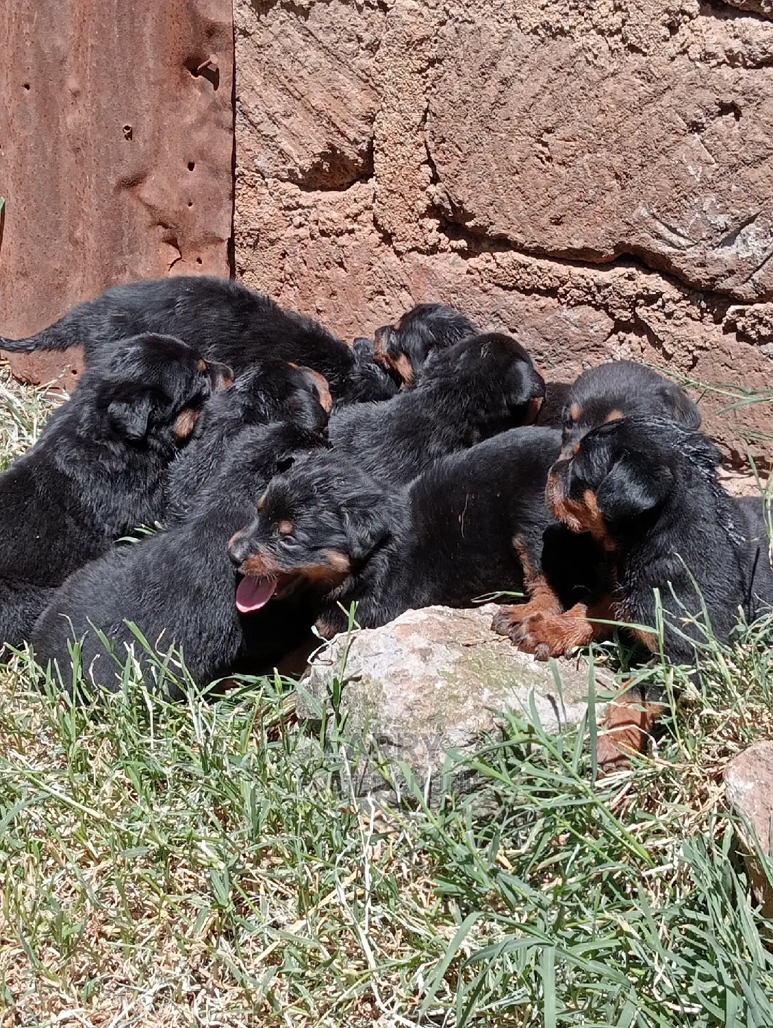 1-3 Months Female Purebred Rottweiler
