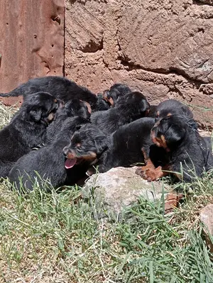 1-3 Months Female Purebred Rottweiler
