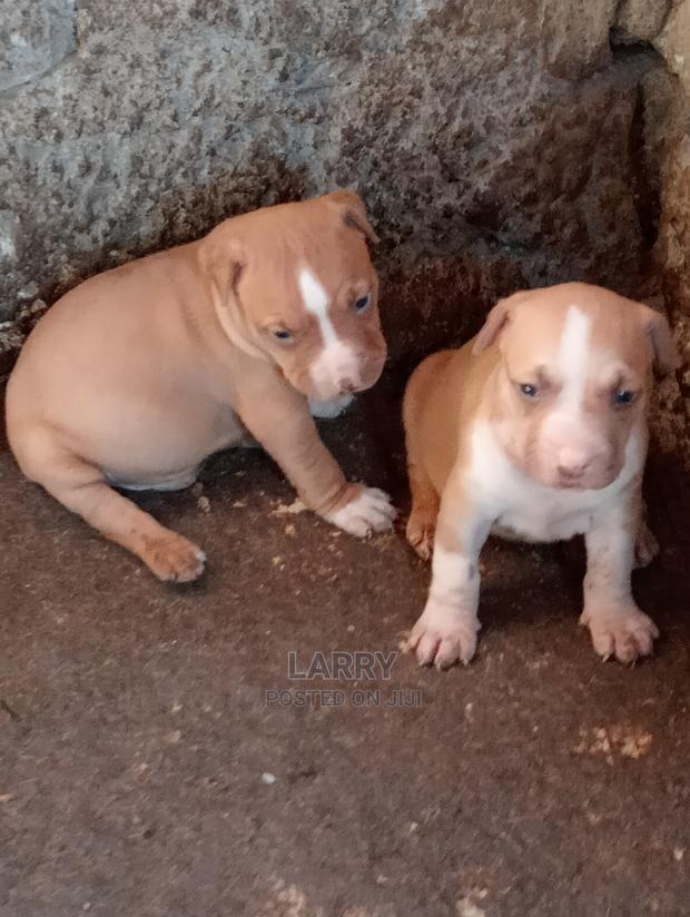 1-3 Months Male Purebred American Pit Bull Terrier - main view